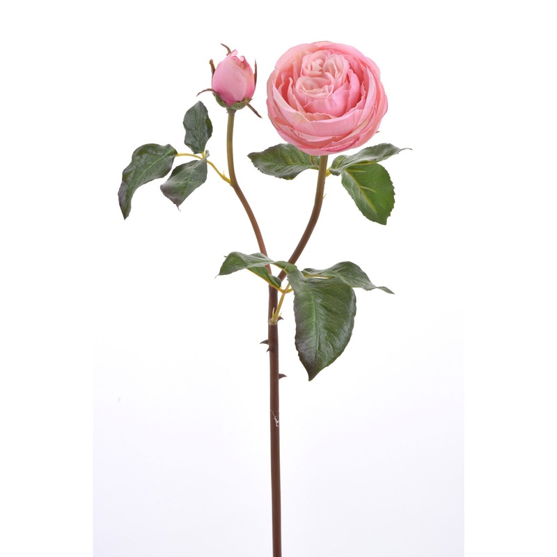English Rose