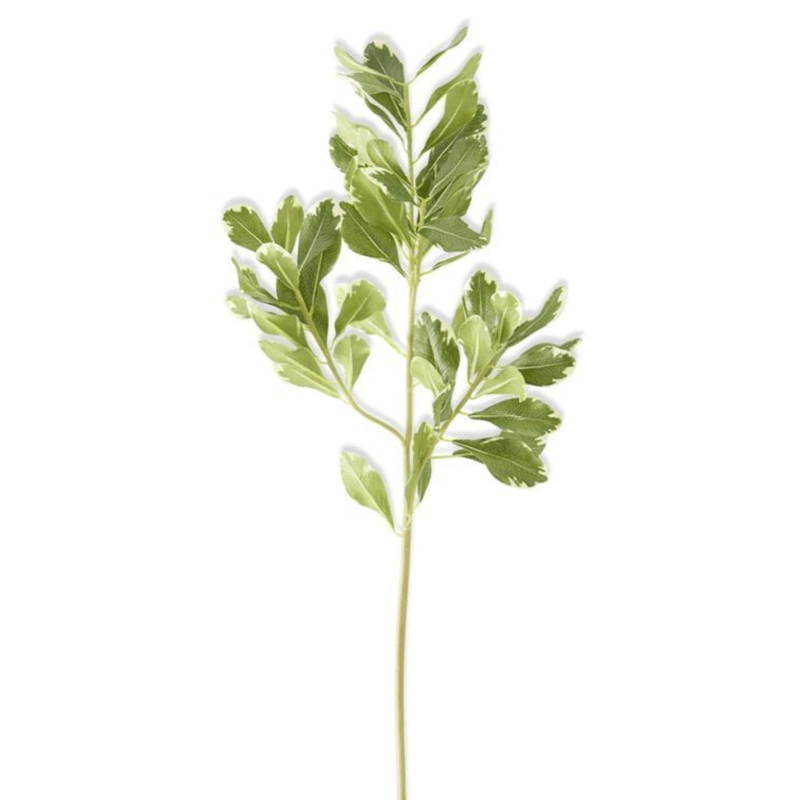 28″ Pittosporum Leaf Stem