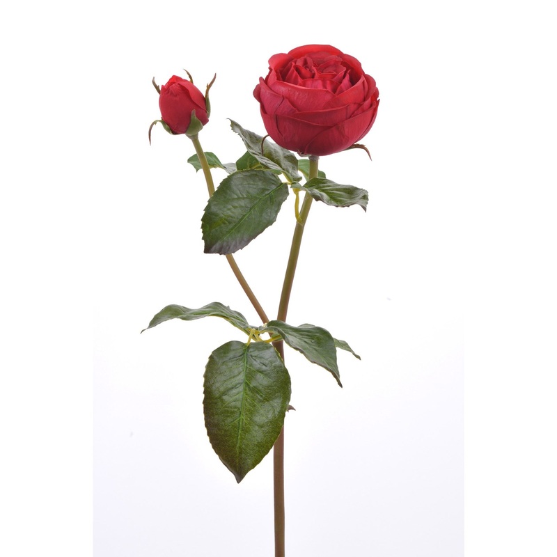 English Rose – Red