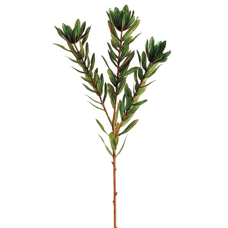 Wild Protea Greenery Stem