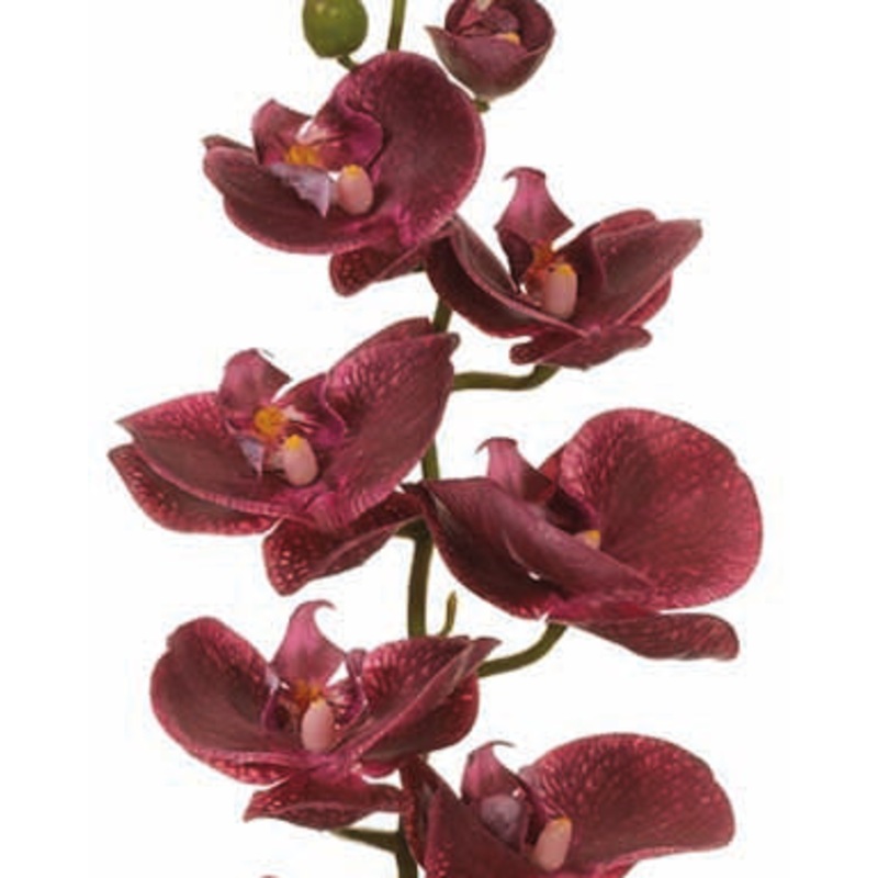 Plum Phalaenopsis Orchid Spray