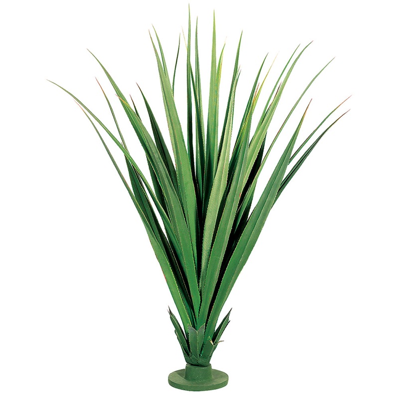 Dracaena Draco Base