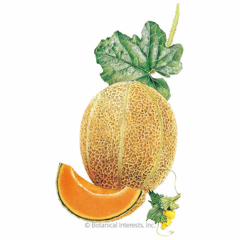 Hale’s Best Jumbo Cantaloupe/Muskmelon Melon Seeds