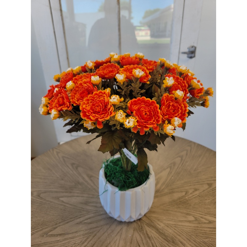 Mixed Orange Mum Bush