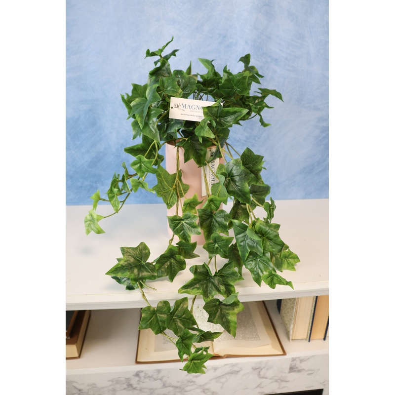 SPECIAL BUY English Ivy Bush