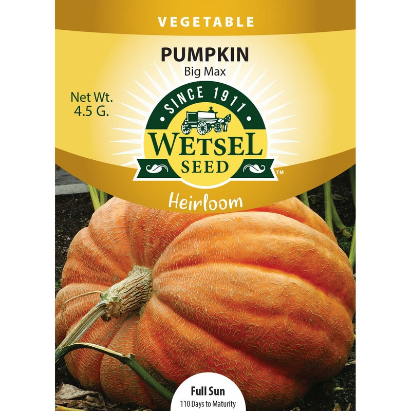 Wetsel Seed Heriloom Pumpkin Big Max Seed