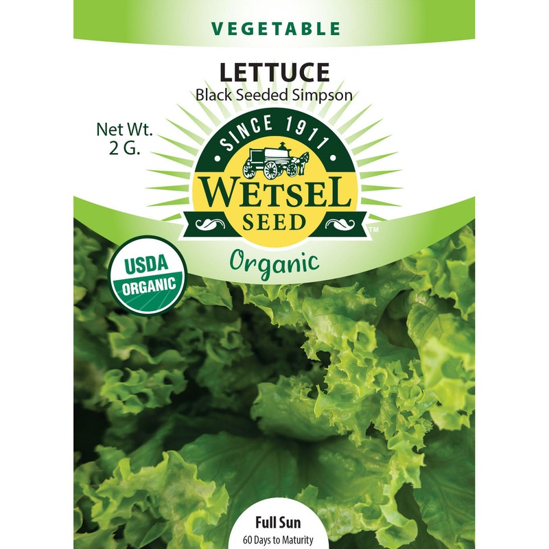 Wetsel Seed Organic Black Seeded Simpson Lettuce Seed