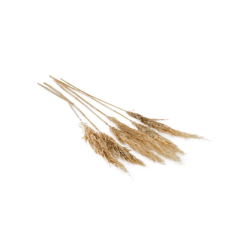 Mini Tan Pampas Bunch