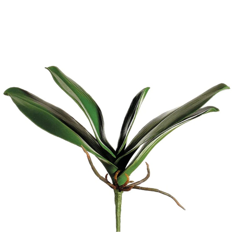 11″ Phalaenopsis Leaf