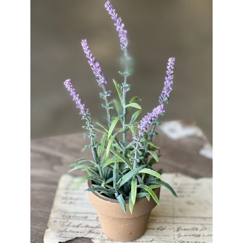 Lavender Flowering Lavender Pot