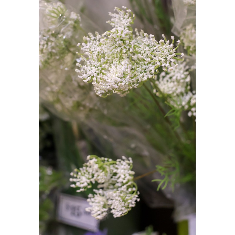 Wild Queen Annes Lace Spray