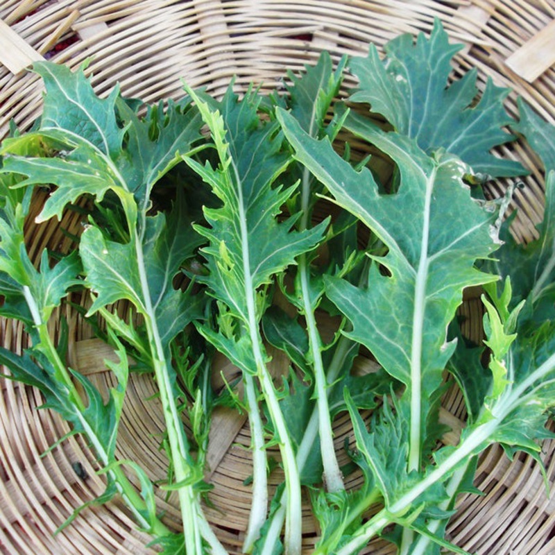 Wetsel Seed Microgreen Mustard Mizuna Seed