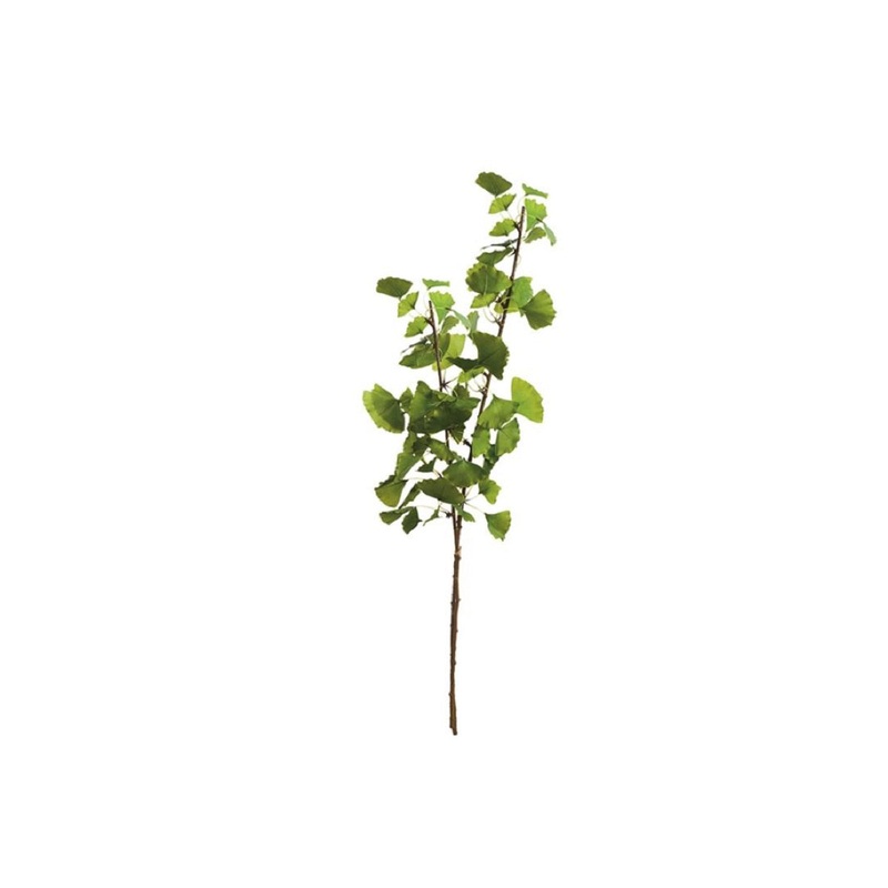 GINKGO BRANCH | Set of 2