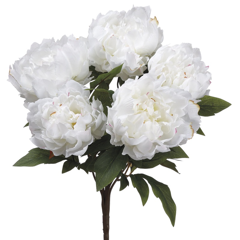 Peony Bush – White