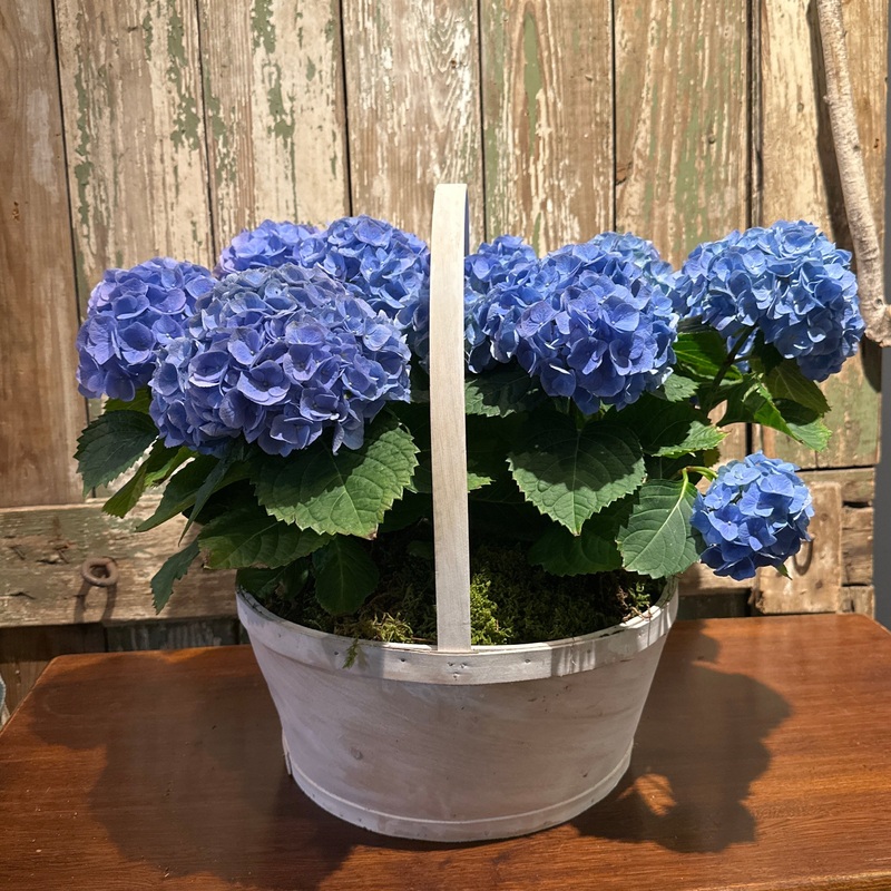 Hydrangea Basket