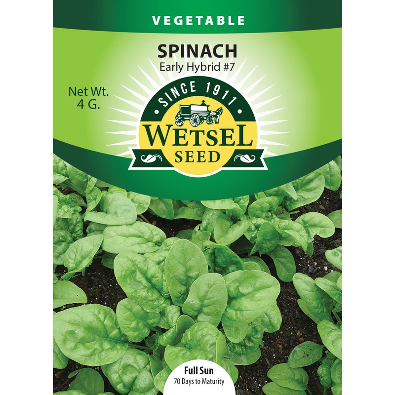 Wetsel Seed Spinach Early Hybrid #7 Seed