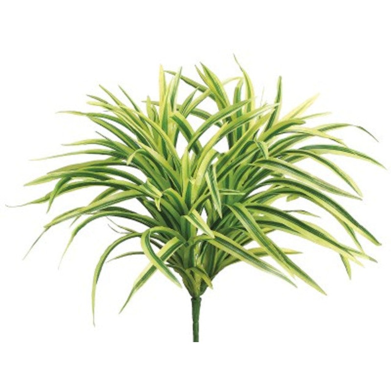 12″ Small Dracaena Plant Light Green
