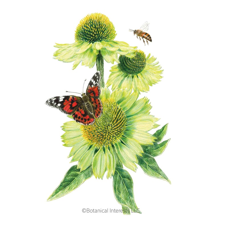Alan’s Pride Echinacea Seeds