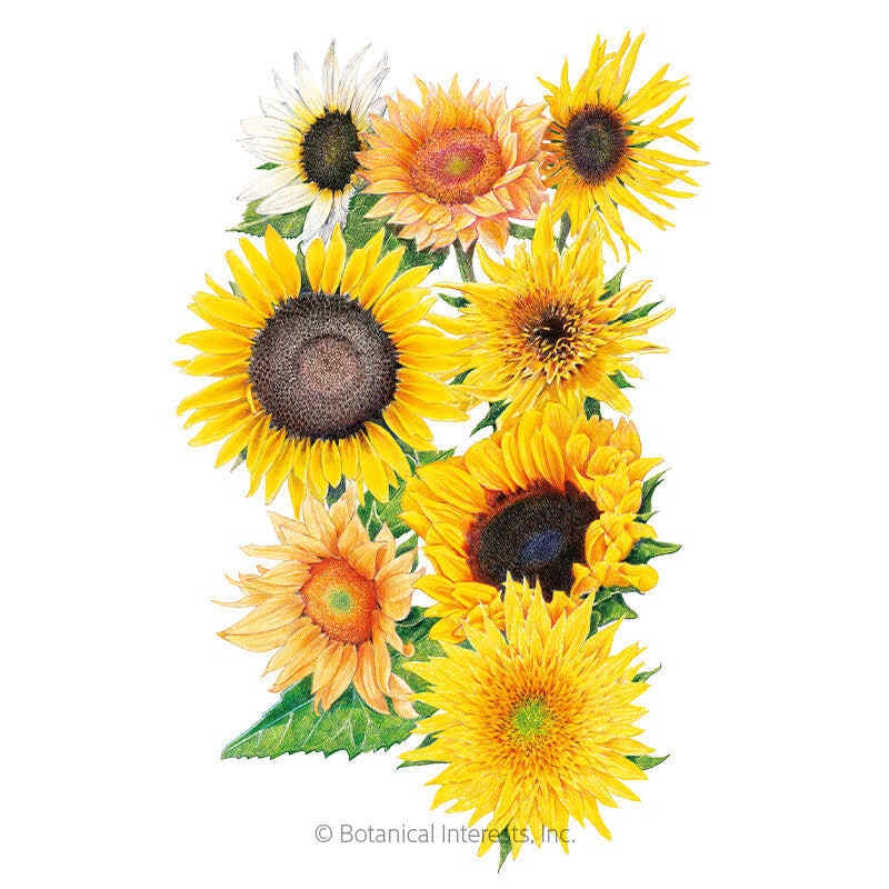 Florist’s Sunny Bouquet Sunflower Seeds