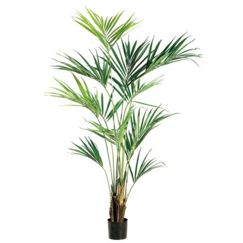 8′ Kentia Palm Tree
