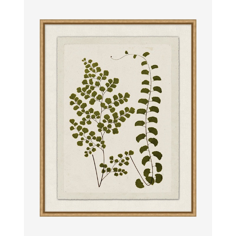 Botanical Pressings III