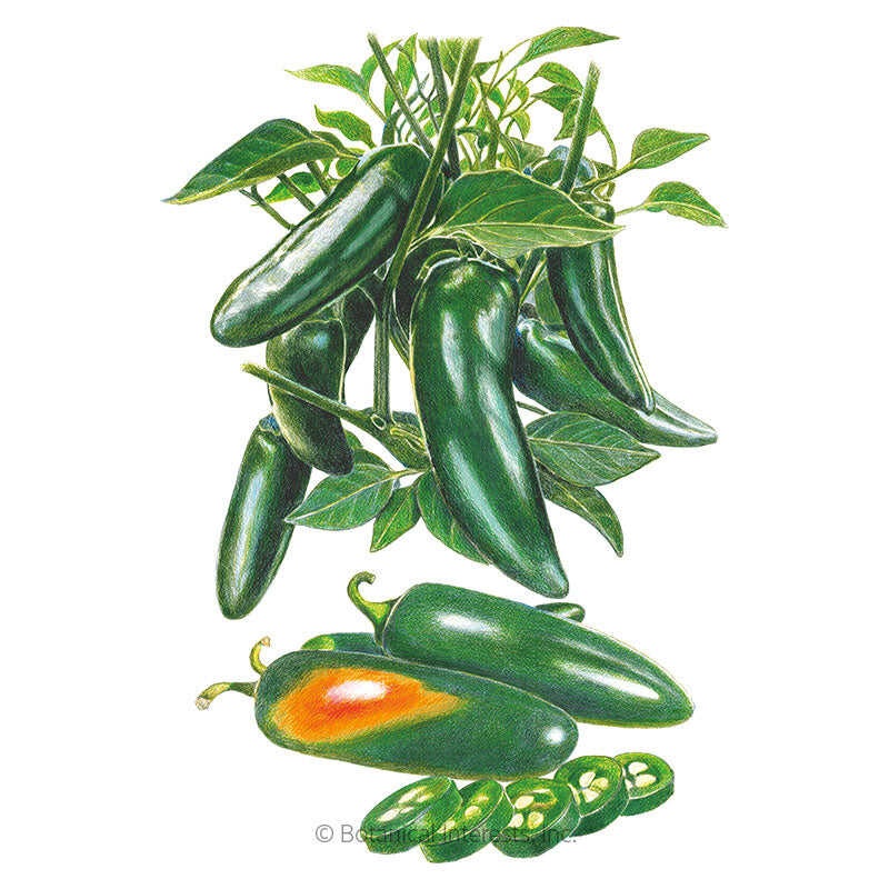 Megatron Jalapeo Chile Pepper Seeds