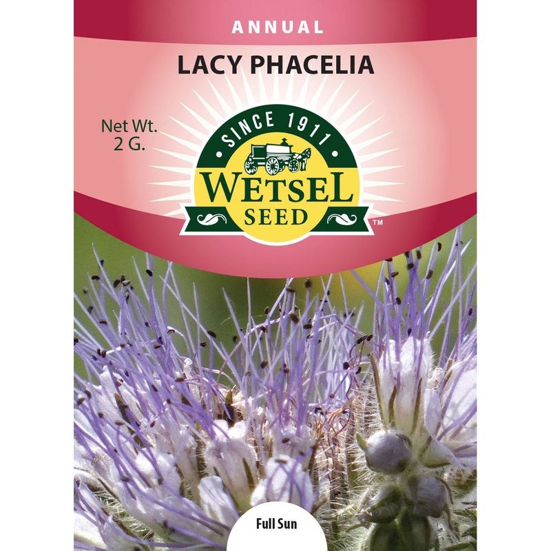 Wetsel Seed Lacy Phacelia Seed