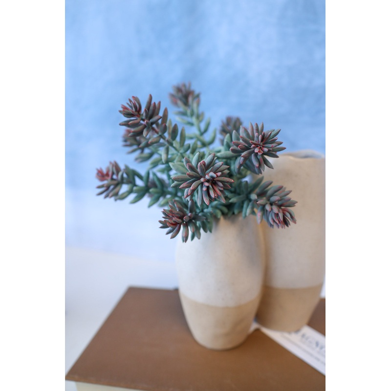 Purple Tip Blue Sedum Succulent