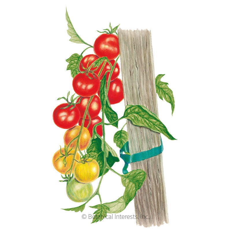 Gardener’s Delight Pole Cherry Tomato Seeds