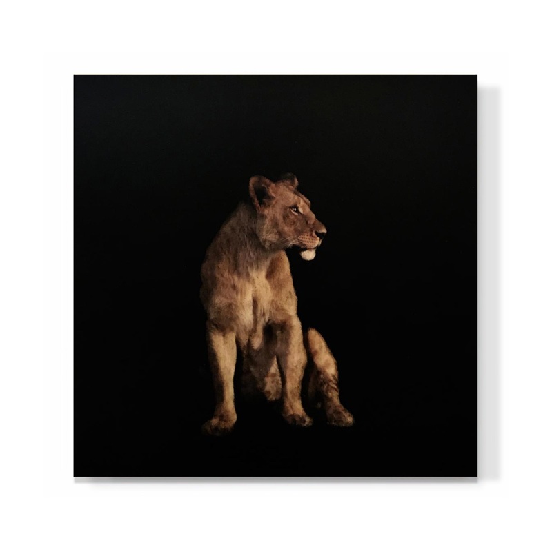 “Lioness”