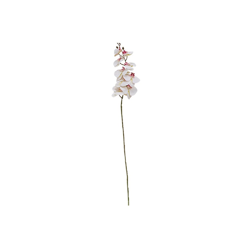 WHITE ORCHID STEM