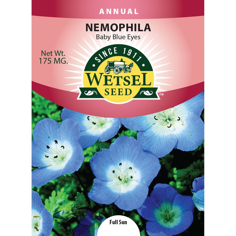 Wetsel Seed Nemophila Baby Blue Eyes Seed