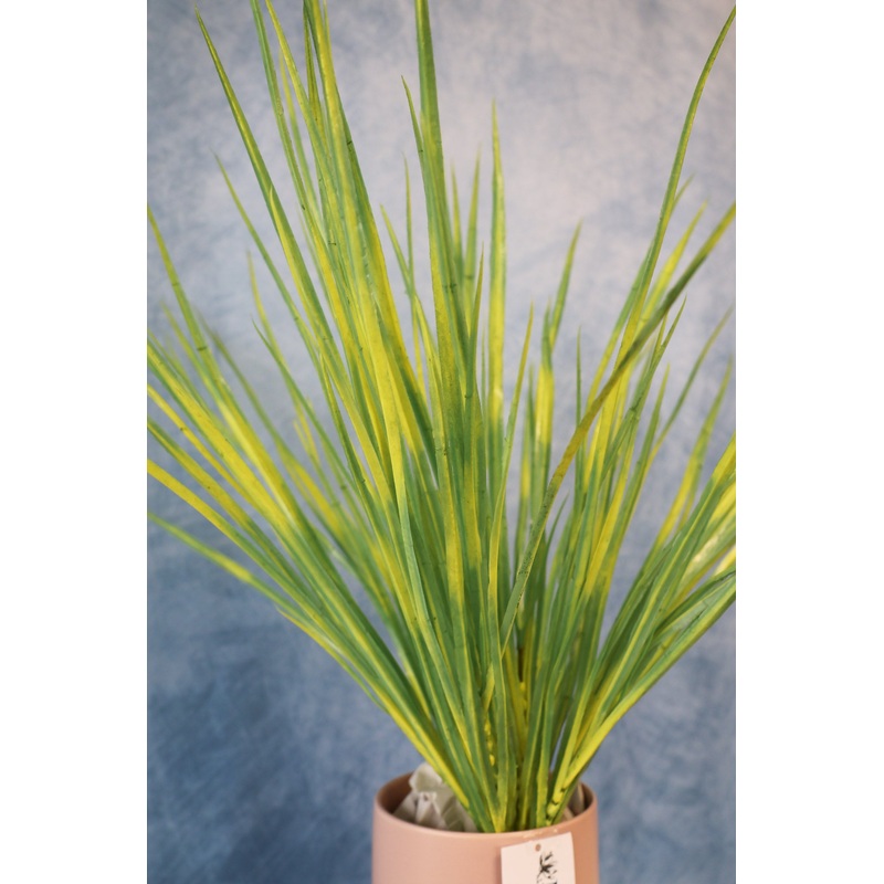 Pacific Grove Zebra Grass Bush