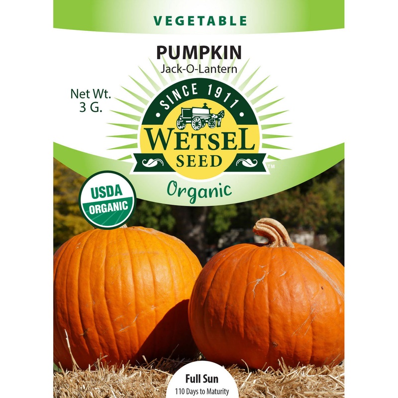 Wetsel Seed Organic Jack O’ Lantern Pumpkin Seed