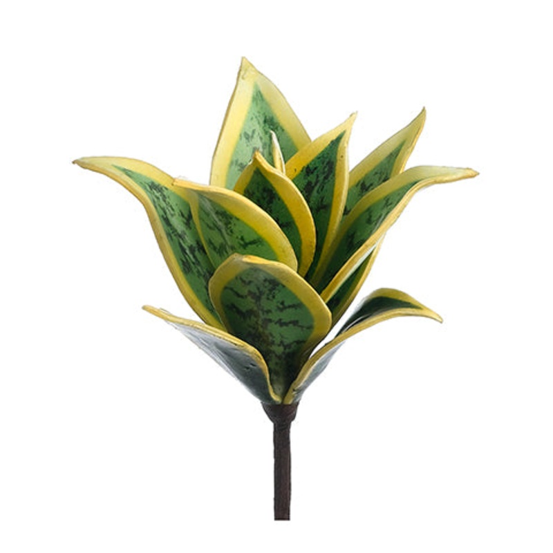 Mini Agave Plant
