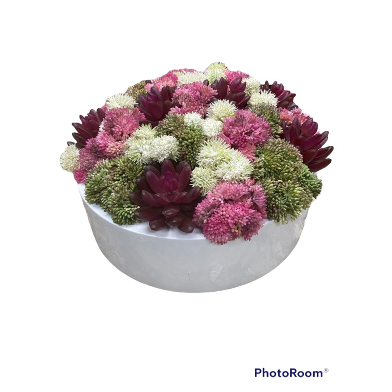 CDI Pink Green Sedum with succulents