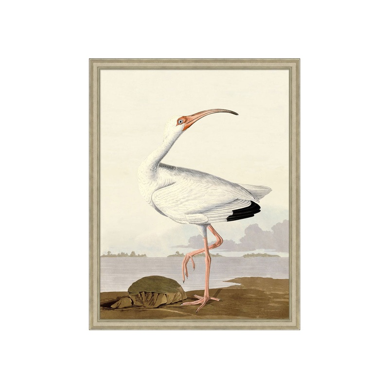 AUDUBON IBIS 1