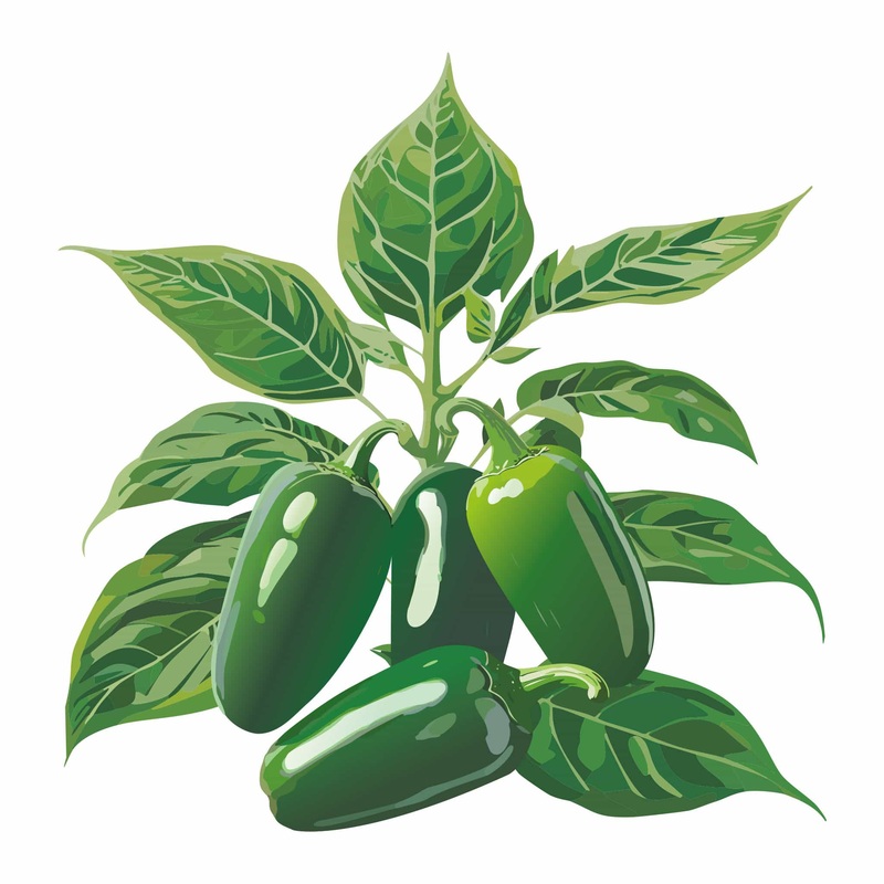 Soundwave Jalapeo Chile Pepper