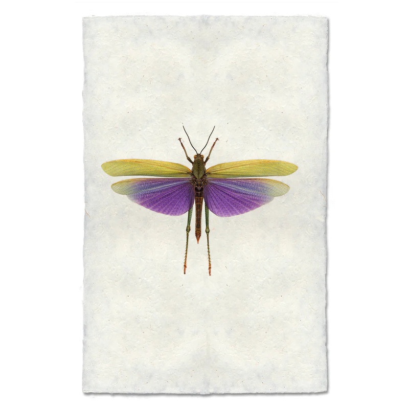 Purple Grasshopper